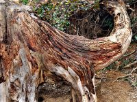 Waldelefant, schlecht drauf –