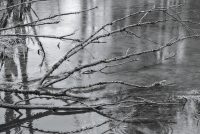 [vhs-fotogruppe][black & white][minor landscape][geotagged][rain][branch][pond][Vernacular] Regen am Altwasser