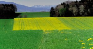Jedes Feld anders bestellt