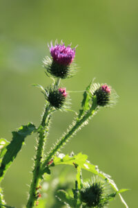 Distel im Ainringer Moor