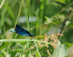 Prachtlibelle im Ainringer Moor