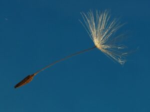 Pusteblume