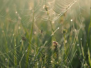 Spinne