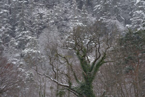 Winter Oak
