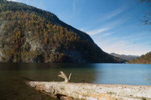 morscher Baum im Königssee
