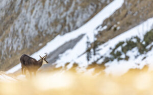 Gams am Fuß des Hohen Bretts