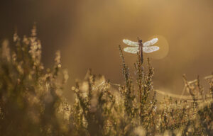 Libelle im Ainringer Moor