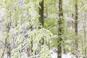 Frostiger Morgen im Lattengebirge